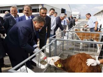 Hayvan hakları ihlallerine 1 milyon 250 bin TL ceza kesildi