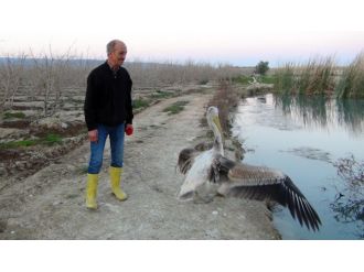 Sahibinin yanına kimseyi yaklaştırmıyor