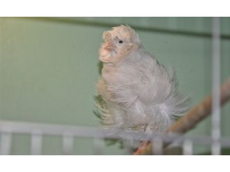 Dünya kanarya şampiyonasına Türk damgası