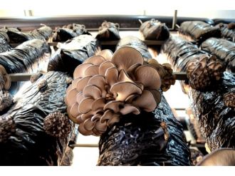 Kırmızı ete rakip çıktı