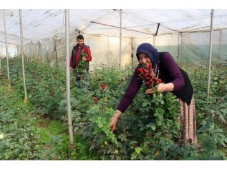 Çiçek üreticisi eşten 42 yıl sonra ilk gül