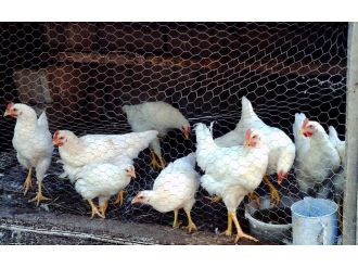 Tavuk yumurtası üretimi verileri açıklandı