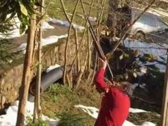 Karadeniz’de ağaç böyle budanır