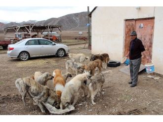 12 yıldır sokak köpeklerine bakıyor