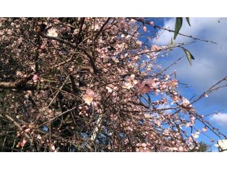 Antalya’ya bahar geldi