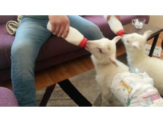 Bu kuzuların bebekten farkı yok