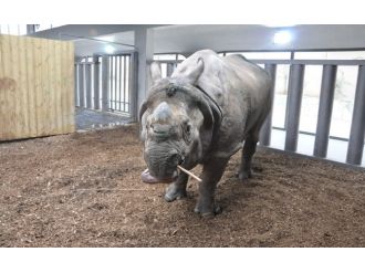 Türkiye’nin ilk gergedanı sağlığına kavuştu