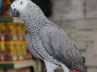 Otomobil fiyatına papağan