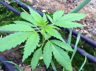 Uyuşturuculu domates serası