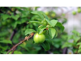 Erik çeyrek altın değerinde