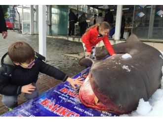 Marmara’da balıkçı ağına ’camgöz’ takıldı