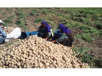 Mevsimlik tarım işçilerinin ücreti arttı