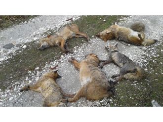 Bunun adı vahşet !