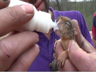 Annesi ölen yavru sincaplara sahip çıktı