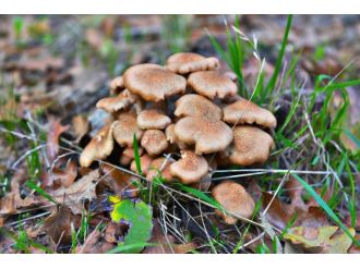 Mantar toplarken uçurumdan düştü