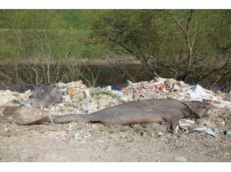 Köyde ’jaws’ paniği