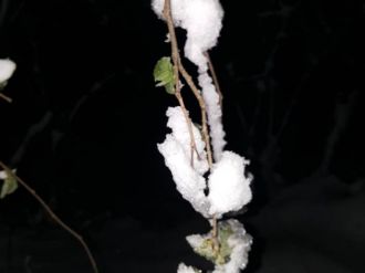 Korkulan oldu: Fındık dondu