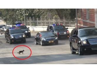 Erdoğan’ın konvoyunda ’kedi’ sürprizi