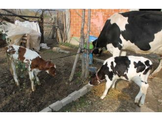 İcradan satılık inekler !