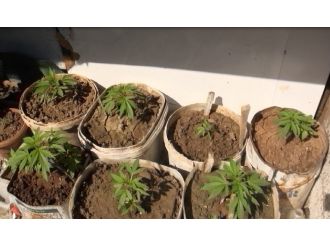 Damda kenevir bahçesi