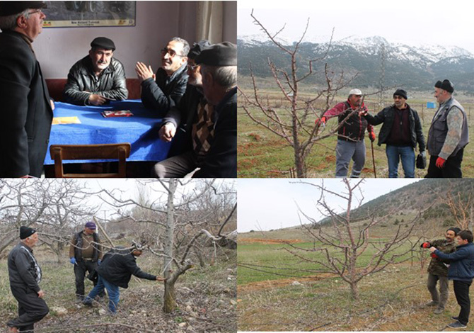 “Elma Ağaçlarında Budama”