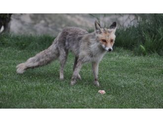 Kümese giren tilki ev sahibini öldürdü