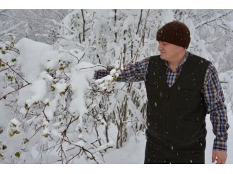 Fındık üreticilerini korkutan manzara