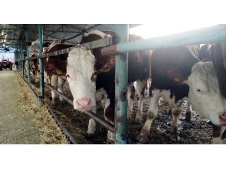 Yerli sığır fiyatı 2015’te yüzde 22 arttı