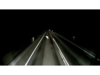 Kanguruyu ezdi, yoluna devam etti