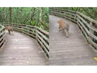 Bir anda pumayla karşı karşıya kaldı