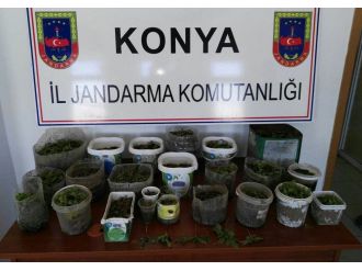 Konya’da 450 kök Hint keneviri ele geçirildi