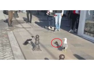 Farenin hayatta kalma mücadelesi