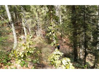 Kestiği ağacın altında kalan kadın öldü