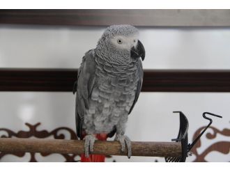 Sur’da psikolojisi bozulan papağan iyileşiyor