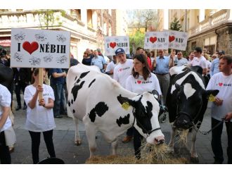 Budapeşte sokakları inek doldu
