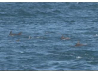 İstanbul Boğazı’nda yunusların dansı