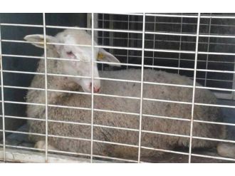 Yaralı hayvanı  bagaja koydu, başına gelmeyen kalmadı