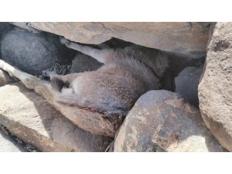 Yaramaz sıpa kurtarıldı