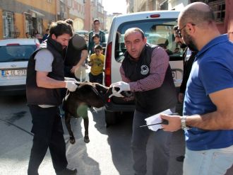 İstanbul’da pittbull dehşeti: 3 yaralı
