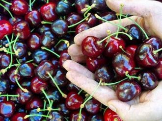 Hedef kiraz ihracatında dünya liderliği