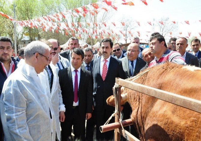 Afrika Hastalığının Aşı Kampanyası Elbistan’dan Başladı