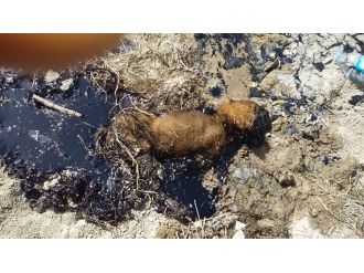 Yavru köpet zifte yapıştı kaldı