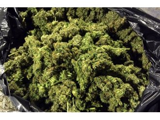 Lüks villayı uyuşturucu serasına çevirmişler