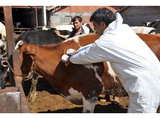 Türkiye’den Azerbaycan’a 500 bin doz şap aşısı