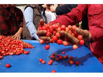 Kiraz altını solladı
