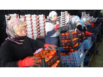 Mersin’den Irak’a günde 250 ton domates ihracatı