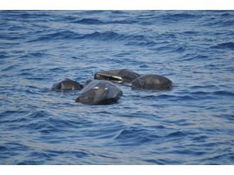 Ege Denizi’nde bot faciası: En az 5 ölü