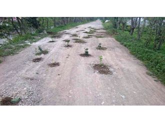 Rizelilerin yol protestosu: Yola fidan diktiler !