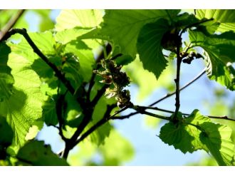 Fındık üreticisi sezondan umudunu kesti