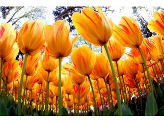 İstanbul lale açtı